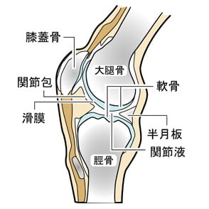 膝の関節