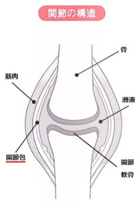 膝の組織