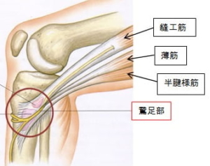 膝の内側の痛み