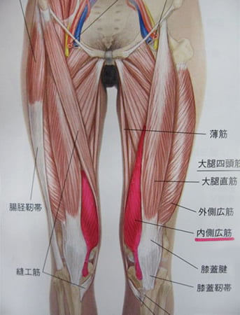 膝の筋肉