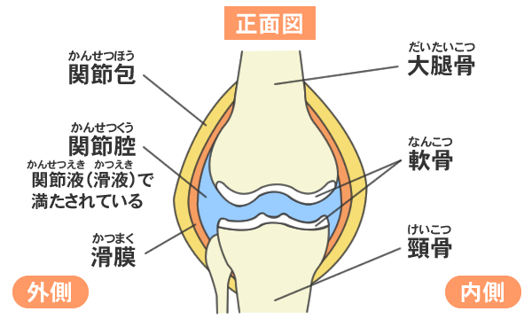 膝の関節