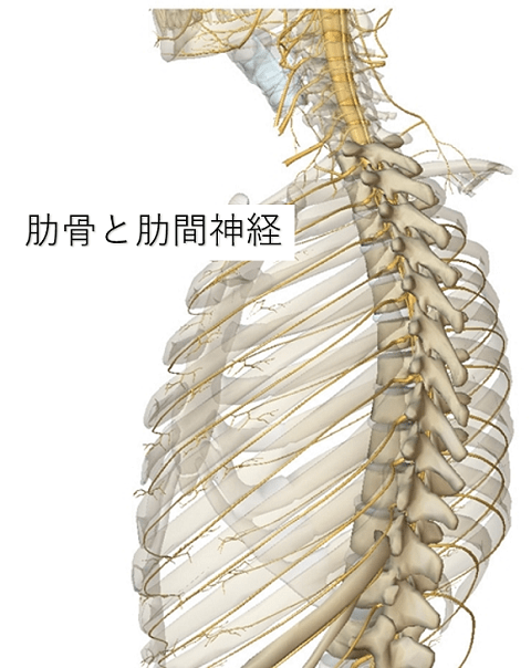 肋間神経